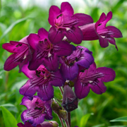 Penstemon Pensham Bilberry Ice